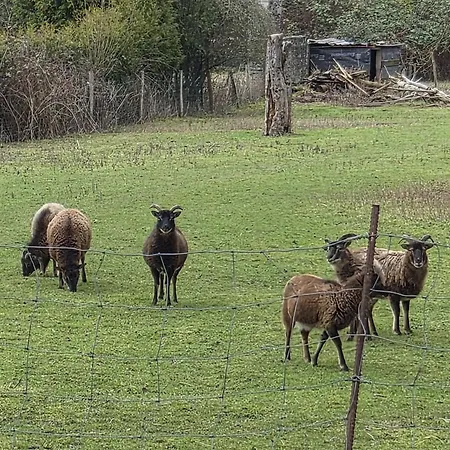 Σπίτι διακοπών Au Grimp'han Han-sur-Lesse