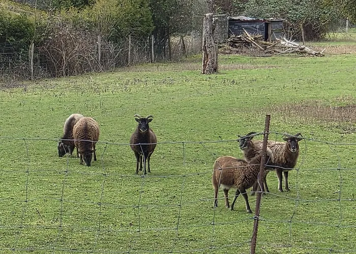 Σπίτι διακοπών Au Grimp'han Han-sur-Lesse